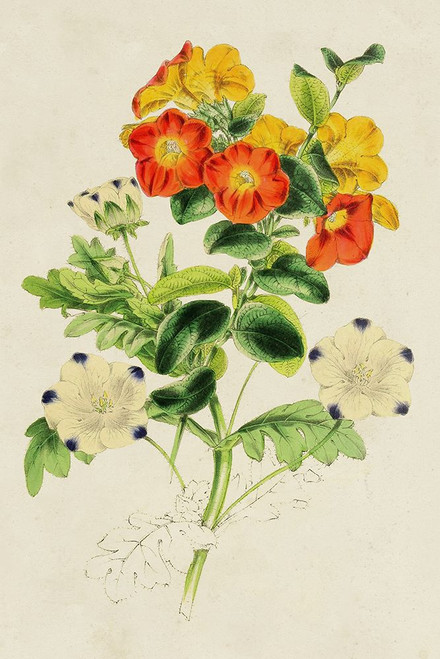 Paxton Botanical Pairing II Poster Print - Paxton