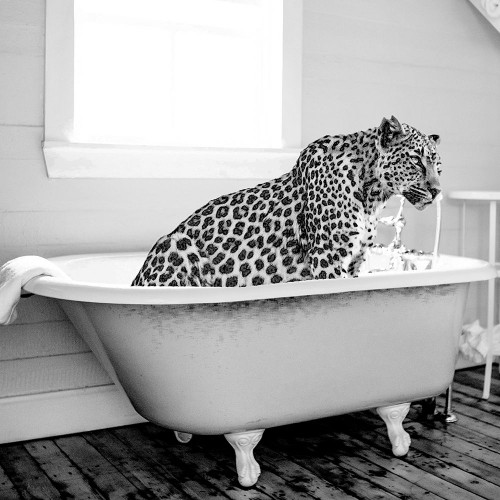 Safari Bath III Poster Print - Graphics Studio SD
