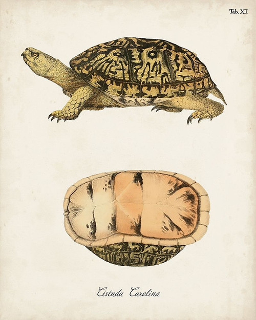 Antique Turtles And Shells V Poster Print - Unknown