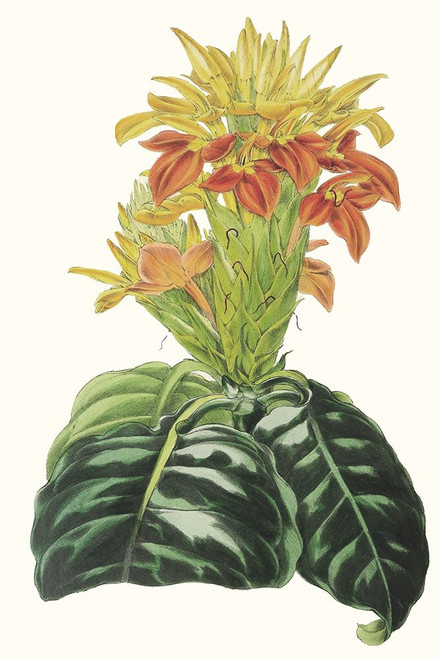Paxton Tropicals III Poster Print - Paxton