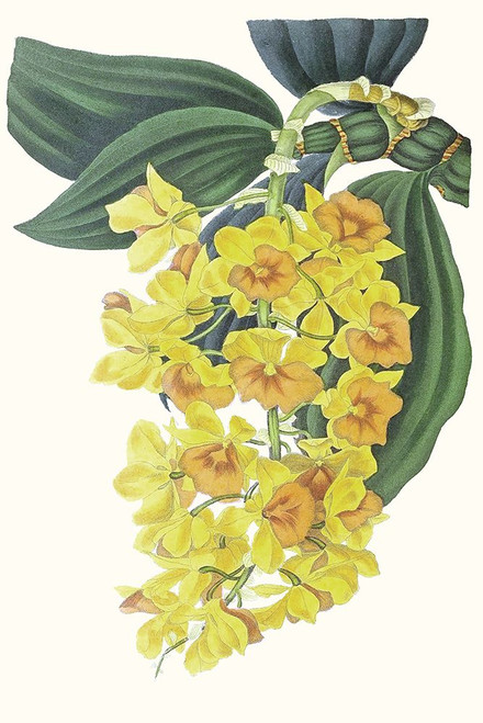 Paxton Tropicals VIII Poster Print - Paxton