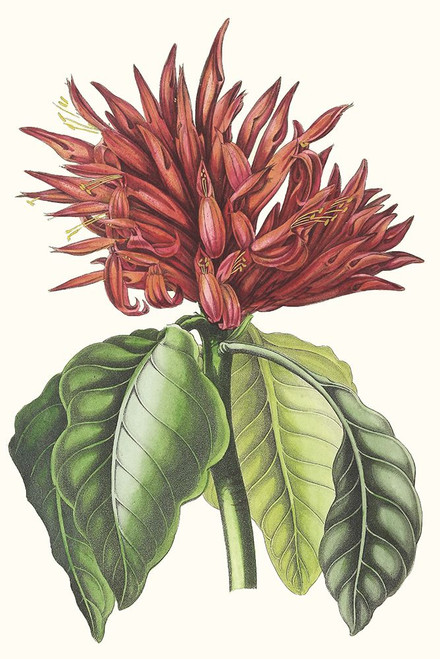 Paxton Tropicals VI Poster Print - Paxton