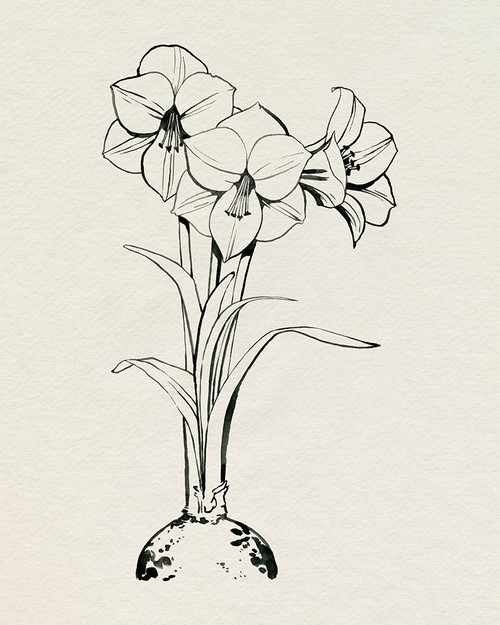 Christmas Amaryllis I Poster Print - Grace Popp