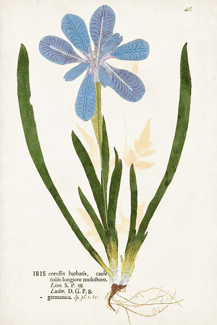 Nature Printed Botanicals XI Poster Print - Unknown