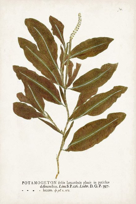 Nature Printed Ferns IV Poster Print - Unknown