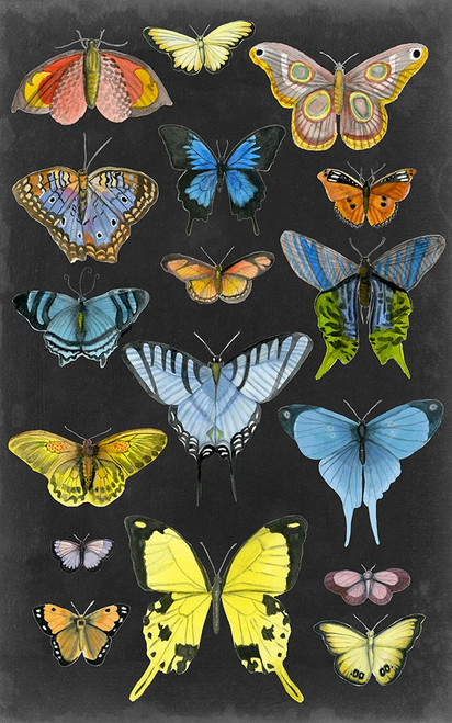 Graphic Butterfly Taxonomy II Poster Print - Naomi McCavitt
