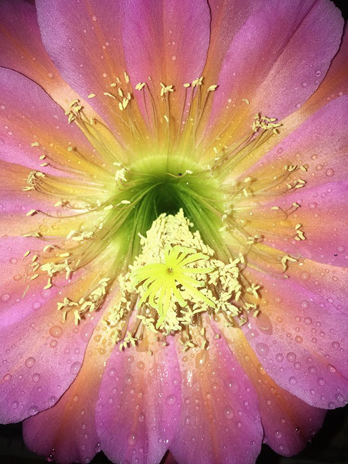 Single Beauty Poster Print - Anna Coppel