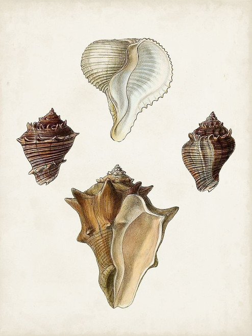 Sowerby Shells VI Poster Print - James Sowerby