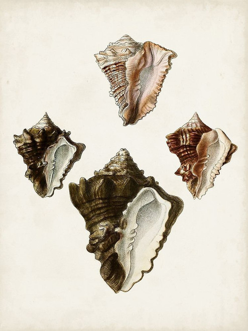 Sowerby Shells III Poster Print - James Sowerby