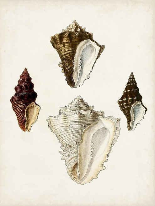 Sowerby Shells V Poster Print - James Sowerby