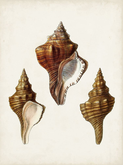 Sowerby Shells IX Poster Print - James Sowerby