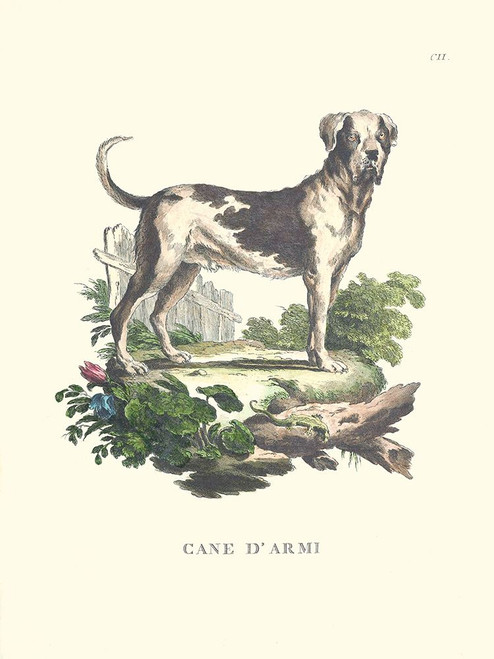 French Dogs IX Poster Print - Unknown