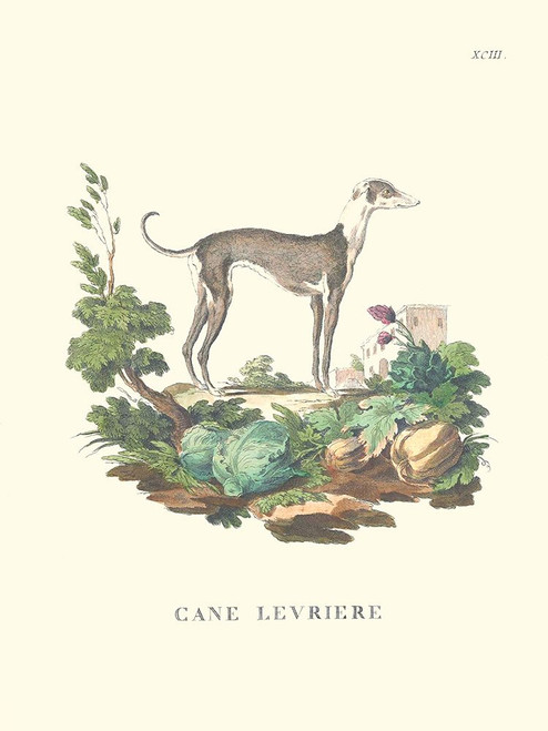 French Dogs III Poster Print - Unknown