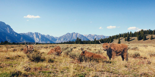Longhorn Family Poster Print - Emily Navas