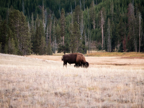 Grazing Bison Poster Print - Stede Bonnett