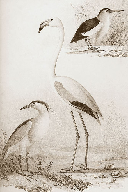 Sepia Water Birds I Poster Print - Unknown