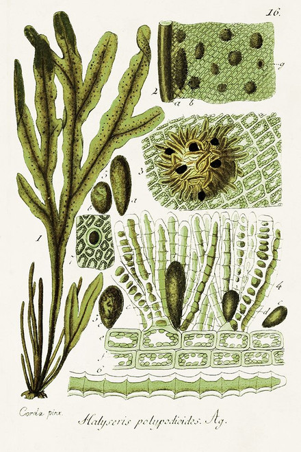 Seaweed Illustration V Poster Print - Unknown