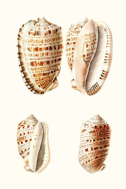 Lamarck Shells VIII Poster Print - Lamarck