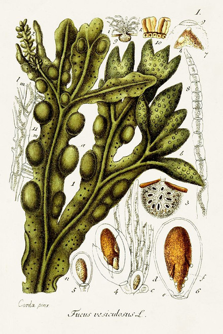 Seaweed Illustration IV Poster Print - Unknown