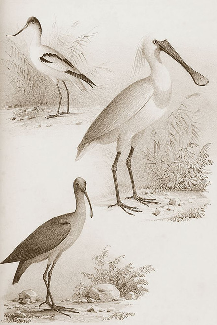 Sepia Water Birds II Poster Print - Unknown