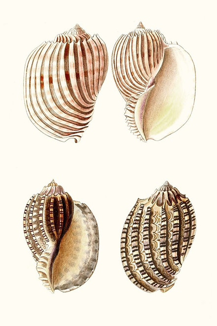 Lamarck Shells V Poster Print - Lamarck
