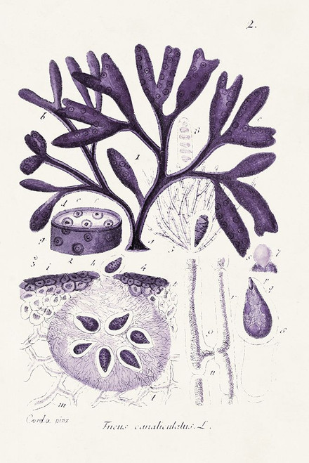 Seaweed Illustration VIII Poster Print - Unknown