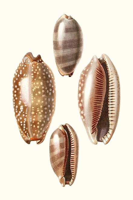 Lamarck Shells II Poster Print - Lamarck