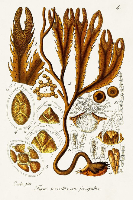 Seaweed Illustration I Poster Print - Unknown