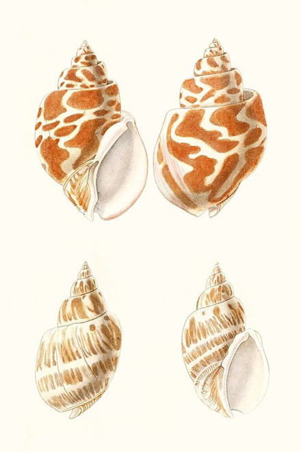 Lamarck Shells IV Poster Print - Lamarck
