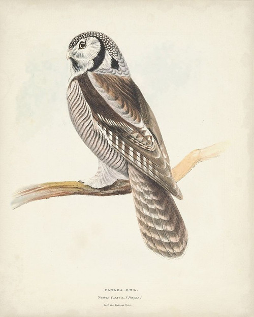 Canada Owl Poster Print - H.L. Meyer