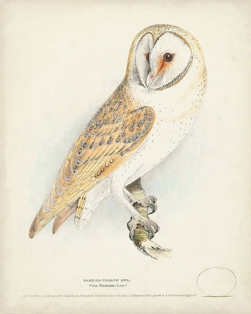 Barn Owl Poster Print - H.L. Meyer