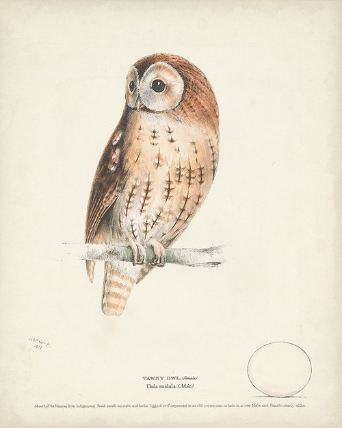 Tawny Owl Poster Print - H.L. Meyer