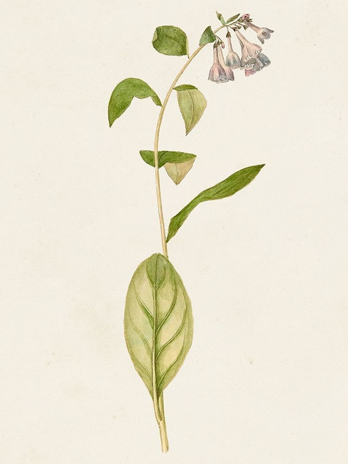 Mauve Garden Flowers IV Poster Print - Unknown