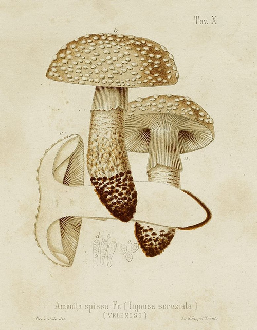 Mushroom Varieties VIII Poster Print - Unknown
