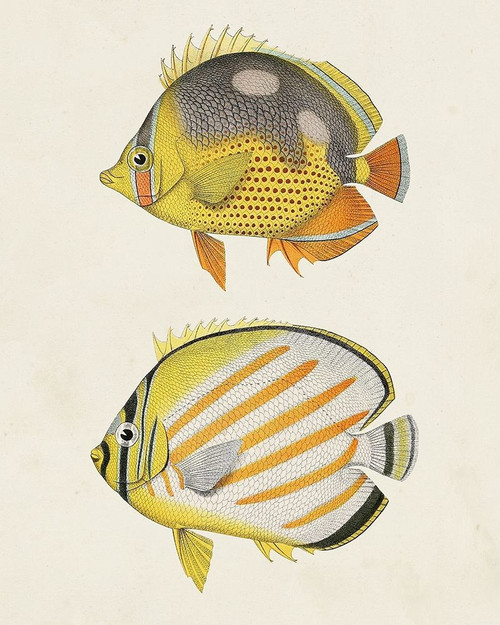 Yellow And Grey Fish IV Poster Print - Unknown