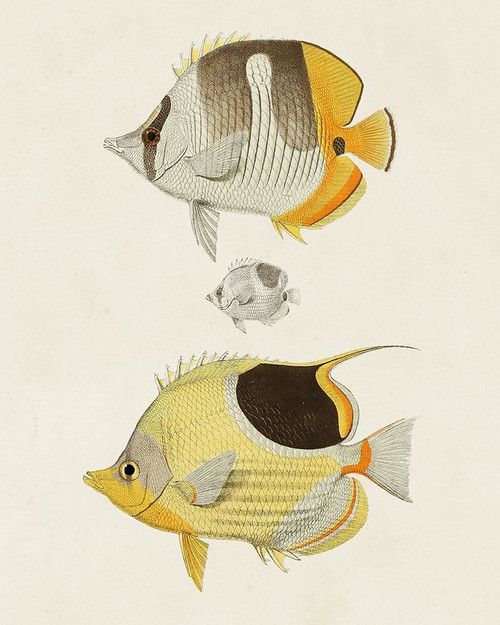 Yellow And Grey Fish II Poster Print - Unknown