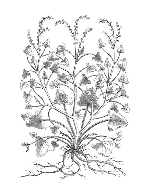 BAndW Plant Specimen VIII Poster Print - Unknown