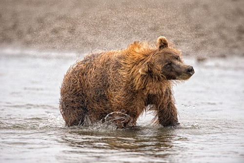 Photography Study Shake it Off Poster Print - PHBurchett