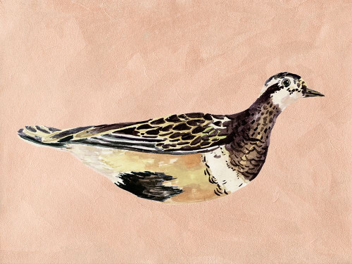 Feathered Friend IV Poster Print - Melissa Wang