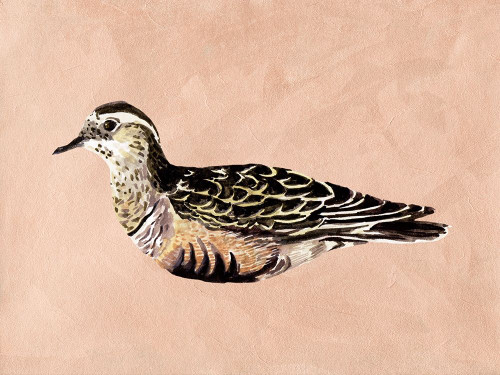 Feathered Friend III Poster Print - Melissa Wang