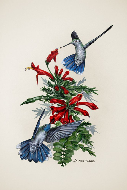 Blue Throated Poster Print - James Harris