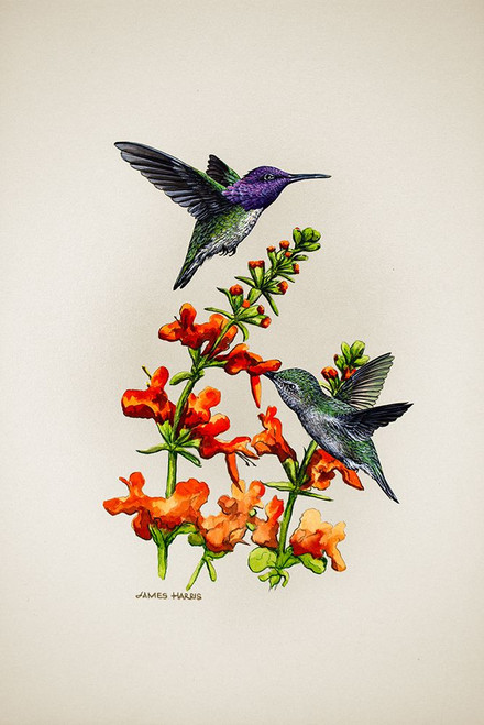 Costas Poster Print - James Harris