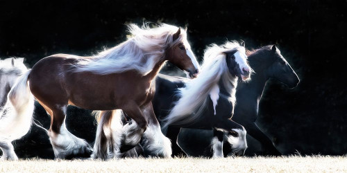Horse Motion X Poster Print - PHBurchett