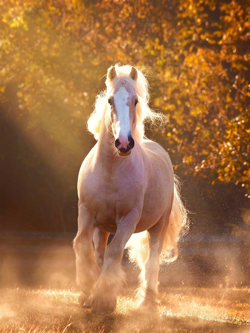 Horse Motion VIII Poster Print - PHBurchett