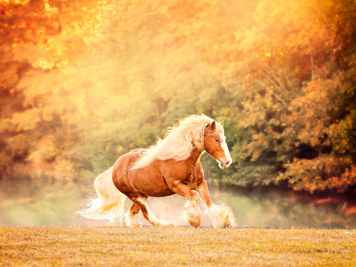 Horse Motion II Poster Print - PHBurchett