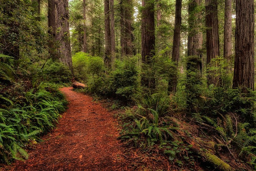 A Walk in the Woods II Poster Print - Danny Head