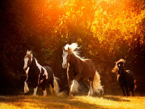 Horse Motion V Poster Print - PHBurchett
