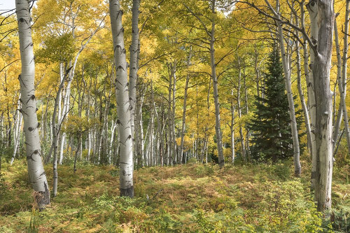 Aspen Grove I Poster Print - Danny Head