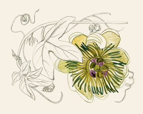 Passionflower II Poster Print - Melissa Wang