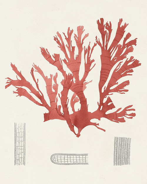 Vintage Coral Study IV Poster Print - Unknown